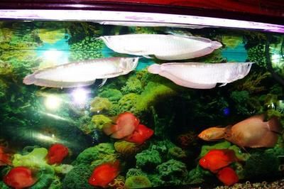 龍魚虎魚魚缸能加小龍魚嗎：混養龍魚、虎魚魚缸能加小龍魚嗎，需要注意哪些細節 龍魚虎魚魚缸能加小龍魚嗎：混養龍魚、虎魚魚缸能加小龍魚嗎，需要注意哪些細節 龍魚百科 第1張