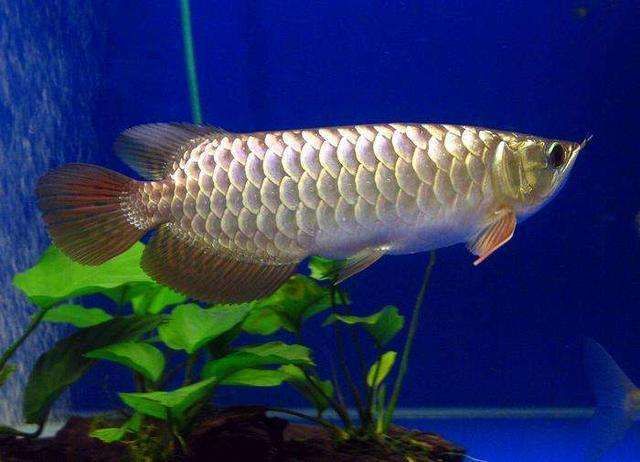 龍魚如何喂養最好的方法是：龍魚喂養的最佳方法 龍魚如何喂養最好的方法是：龍魚喂養的最佳方法 龍魚百科 第3張