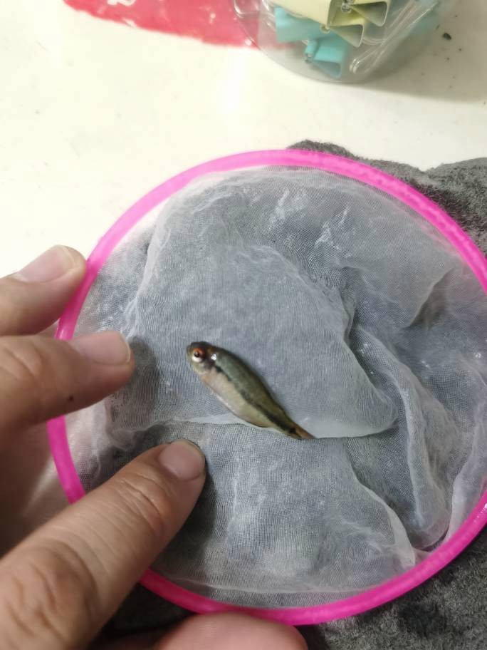 龍魚交叉感染后如何急救？