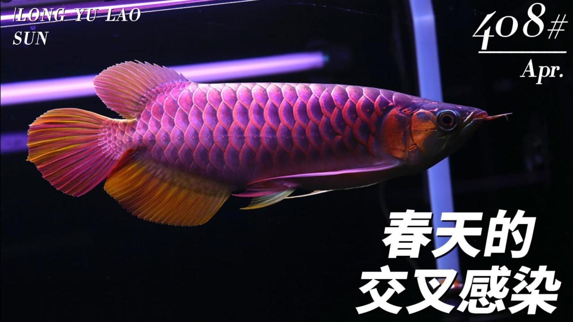 龍魚交叉感染后如何急救？