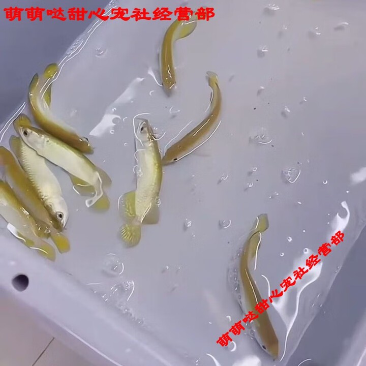 哪里可以批發(fā)到金龍魚幼苗？ 哪里可以批發(fā)到金龍魚幼苗？ 龍魚百科 第1張