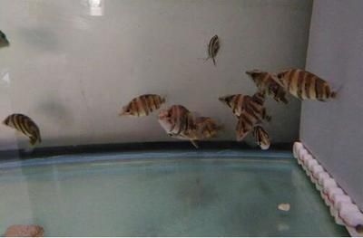 金龍魚苗在不同的生長階段需要不同的喂養食物，健康快速成長：金龍魚苗各個生長階段的喂養食物