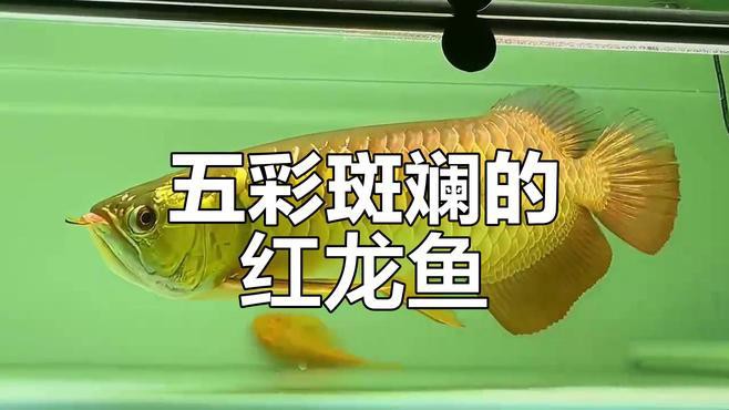 野生紅龍魚視頻大全