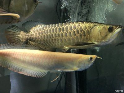 黃化龍魚【養殖黃化龍魚需要注意的事項】