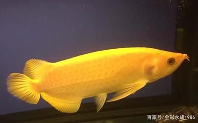 黃化龍魚【養殖黃化龍魚需要注意的事項】