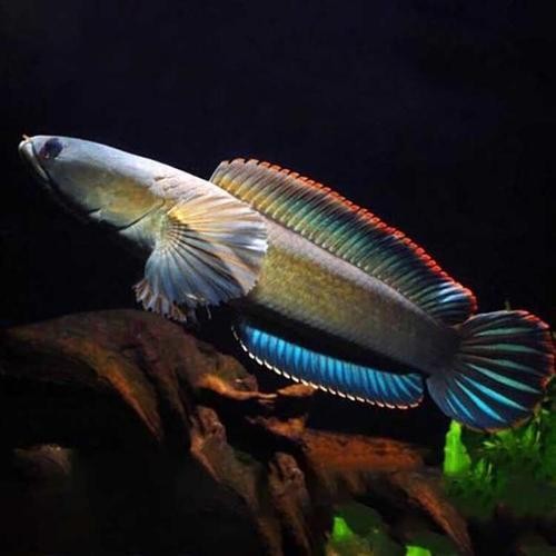 雷龍魚中哪個品種最好養？