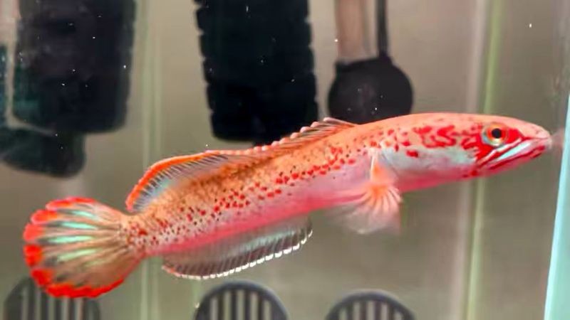 雷龍魚血斑最大能長多大呢視頻