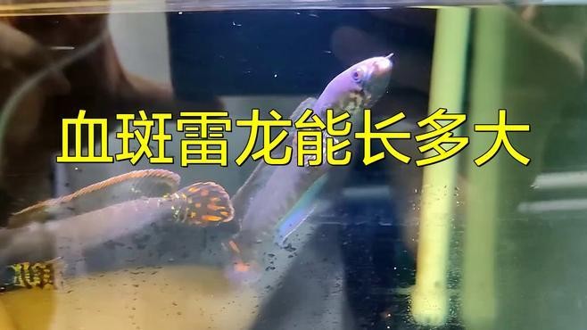 雷龍魚血斑最大能長多大呢視頻
