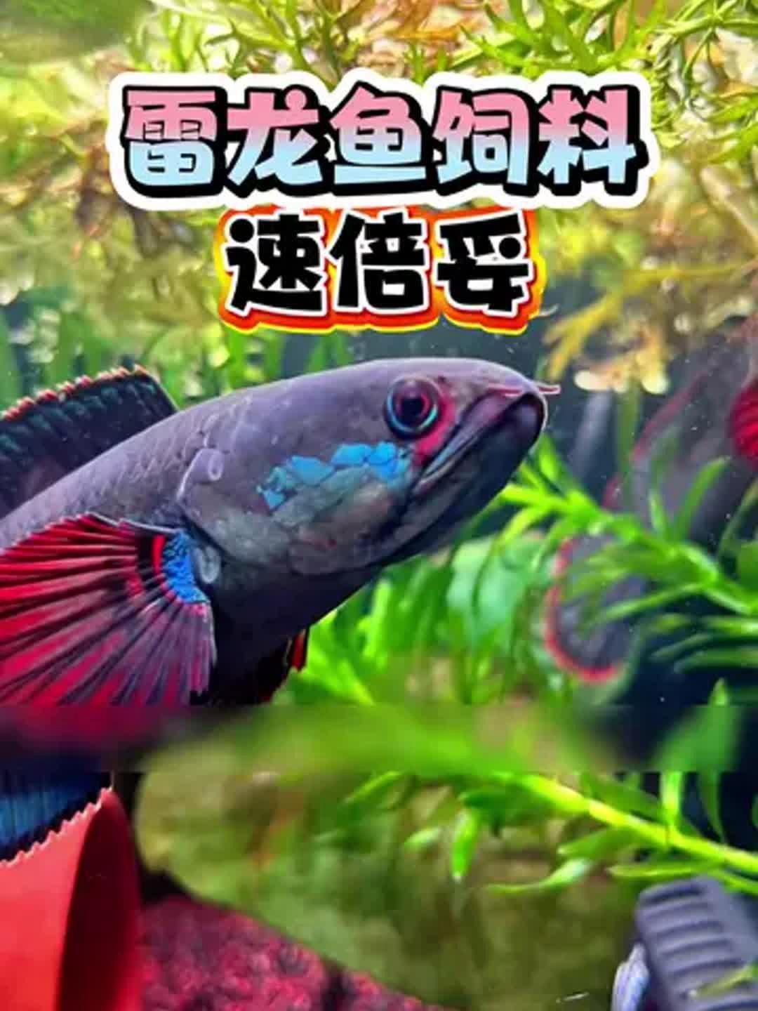 雷龍魚最合適的飼料品牌