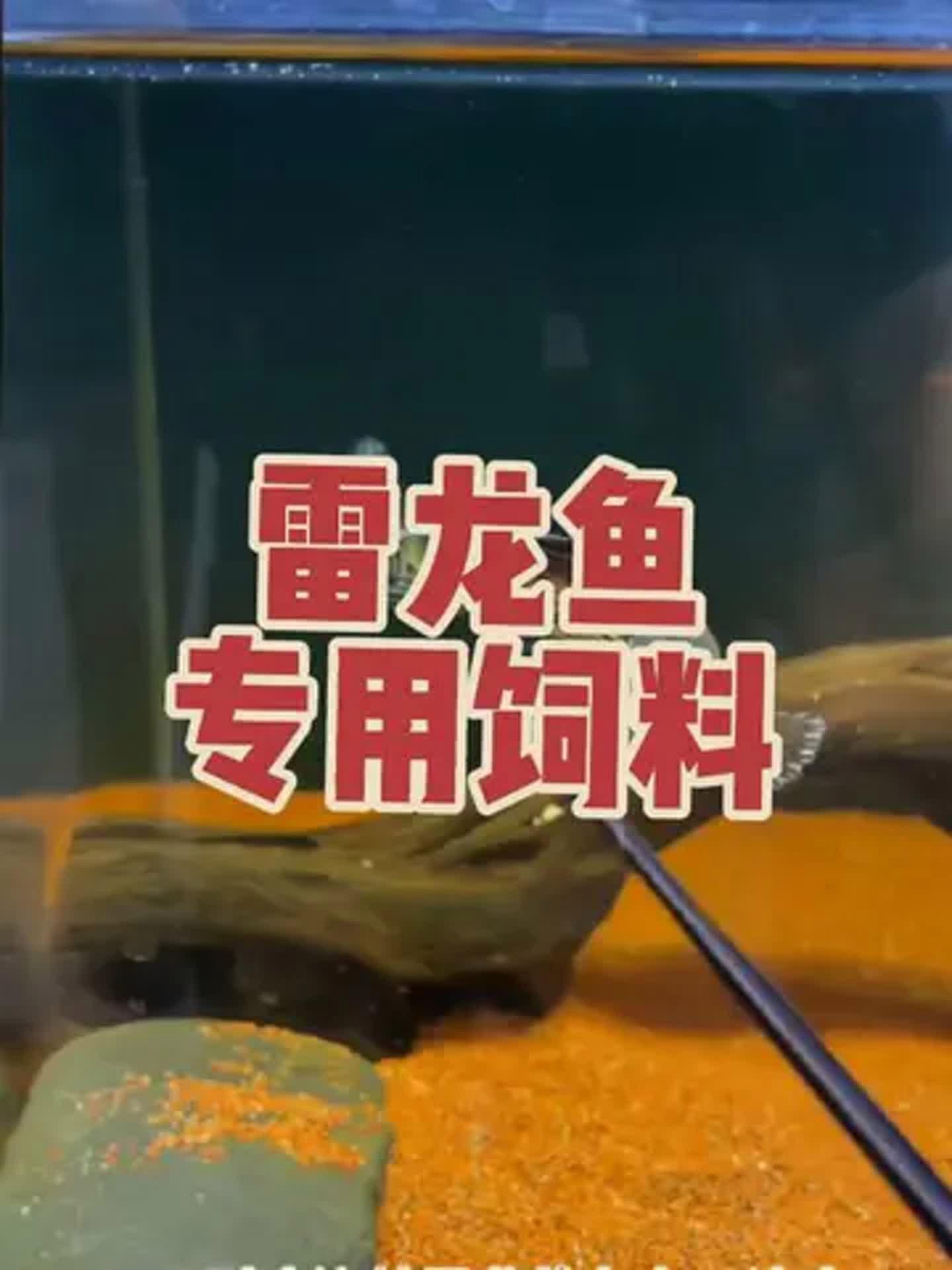 雷龍魚最合適的飼料品牌