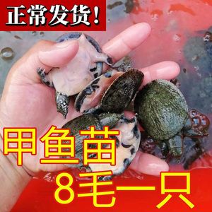 龍魚(yú)喂甲魚(yú)的好處：龍魚(yú)喂食甲魚(yú)可以獲得多種營(yíng)養(yǎng)益處龍魚(yú)喂甲魚(yú)的好處