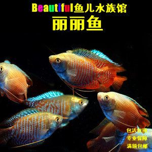 草缸養(yǎng)曼龍魚能長多大（養(yǎng)曼龍魚的水族箱12-19]10.）