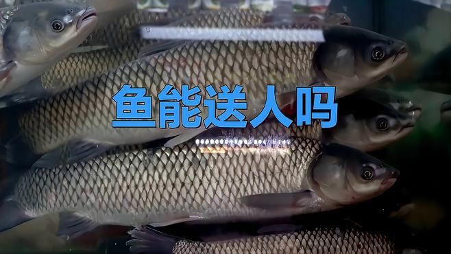 龍魚不能隨便送別人