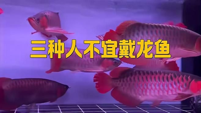 龍魚不能隨便送別人