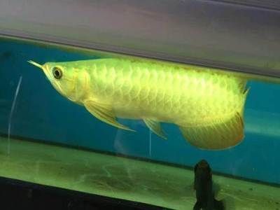 廣州最大賣龍魚的地方在哪里啊：探索廣州龍魚市場：全球最大之一