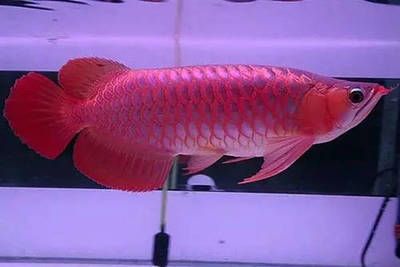 龍魚怎么養(yǎng)水溫要求高，關(guān)于龍魚養(yǎng)殖水溫要求的詳細(xì)信息