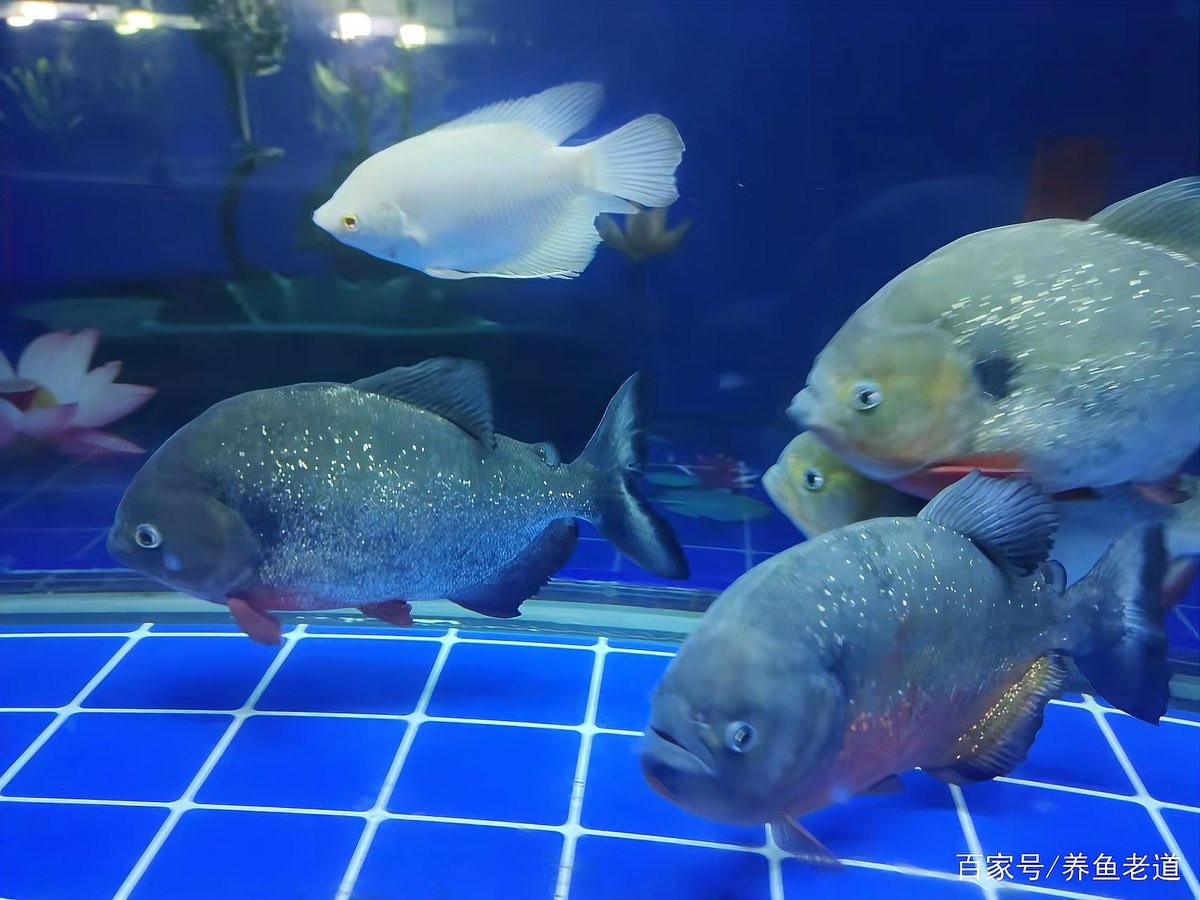 龍魚可以和神仙魚混養嗎