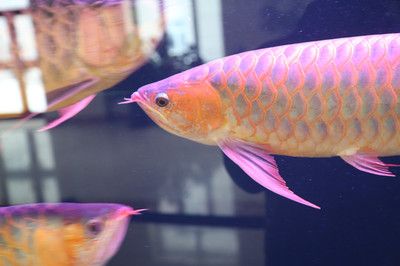 紅龍魚年齡怎么看好壞（如何判斷紅龍魚的年齡）