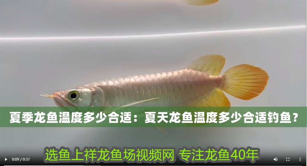 夏季龍魚溫度多少合適：夏天龍魚溫度多少合適釣魚？