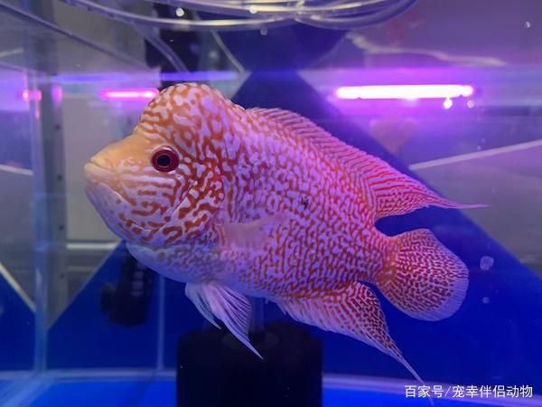 紅龍魚多大開始打側燈（紅龍魚多大上側燈合適）