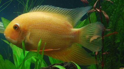 紅色銀龍魚是哪里產的魚（銀龍魚原產地是哪里） 紅色銀龍魚是哪里產的魚（銀龍魚原產地是哪里） 龍魚百科 第3張