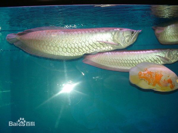 紅色銀龍魚是哪里產的魚（銀龍魚原產地是哪里） 紅色銀龍魚是哪里產的魚（銀龍魚原產地是哪里） 龍魚百科 第7張