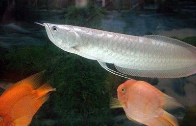 紅色銀龍魚是哪里產的魚（銀龍魚原產地是哪里） 紅色銀龍魚是哪里產的魚（銀龍魚原產地是哪里） 龍魚百科 第1張