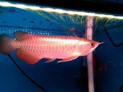龍魚在哪買便宜：水族論壇購買龍魚經驗分享，
