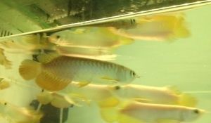 龍魚在哪買便宜：水族論壇購買龍魚經驗分享，