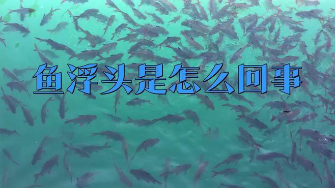 如何預防龍魚浮頭？