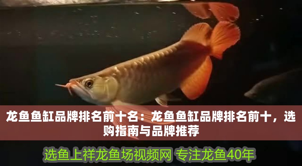 龍魚魚缸品牌排名前十名：龍魚魚缸品牌排名前十，選購指南與品牌推薦
