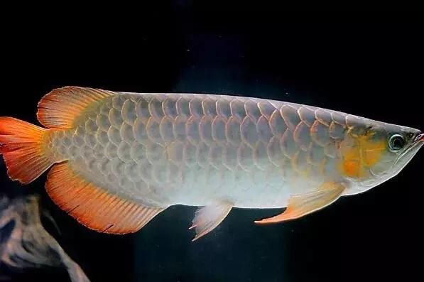 龍魚鰓蓋上有白色肉芽狀（龍魚鰓蓋上有白色肉芽狀怎么辦）