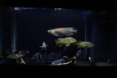 魟魚適應水族環境指南 魟魚適應水族環境指南 龍魚百科 第1張