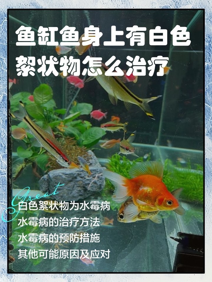 龍魚吐出來白的東西怎么辦 龍魚吐出來白的東西怎么辦 龍魚百科 第10張