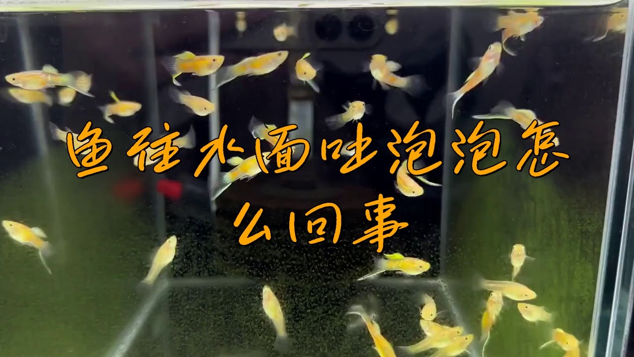 龍魚吐出來白的東西怎么辦 龍魚吐出來白的東西怎么辦 龍魚百科 第4張