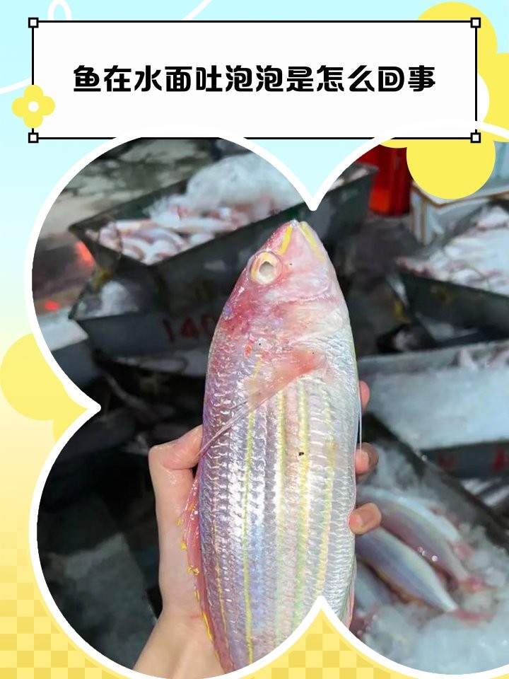 龍魚吐出來白的東西怎么辦 龍魚吐出來白的東西怎么辦 龍魚百科 第7張