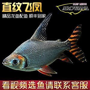 頂級龍魚批發（關于頂級龍魚批發）
