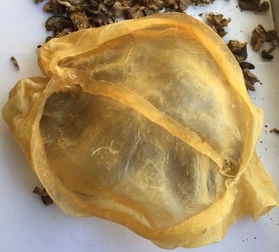 金龍魚膠如何泡發(fā)最好：金龍魚膠泡發(fā)后怎么烹飪
