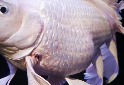 龍魚一片魚鱗翹起來一點點怎么回事（龍魚鱗片翹起可能由多種因素導致，可能由多種因素導致） 龍魚一片魚鱗翹起來一點點怎么回事（龍魚鱗片翹起可能由多種因素導致，可能由多種因素導致） 龍魚百科 第3張