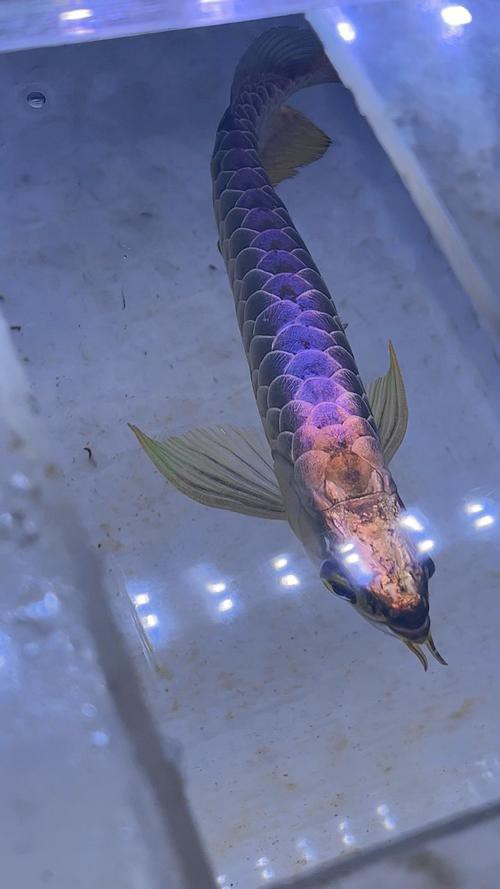 古典金龍魚長大什么樣圖片