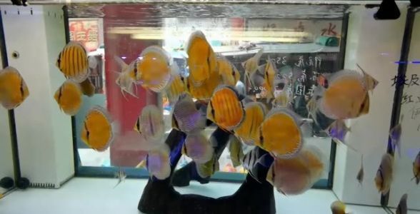 野彩魚繁殖飼料特殊成分：觀賞魚繁殖飼料中纖維素來源，如何自制野彩魚繁殖飼料