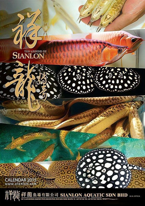 夏季龍魚溫度多少合適喂食