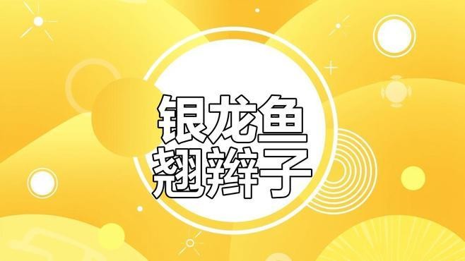 銀龍魚暴斃