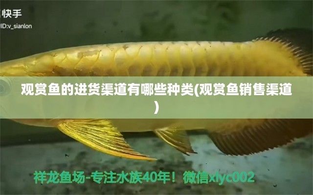 龍魚批發市場進貨渠道（龍魚養殖場直銷優勢分析龍魚養殖場直銷優勢分析）