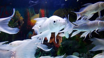 金龍魚(yú)動(dòng)態(tài)壁紙有高清版本嗎？ 金龍魚(yú)動(dòng)態(tài)壁紙有高清版本嗎？ 龍魚(yú)百科 第1張