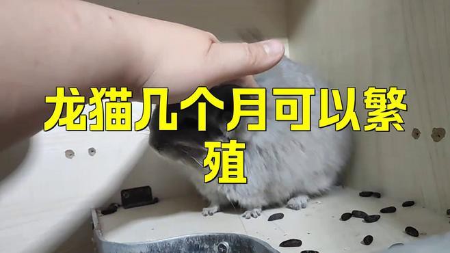 龍貓合籠后多久可以繁殖？ 龍貓合籠后多久可以繁殖？ 龍魚百科 第3張