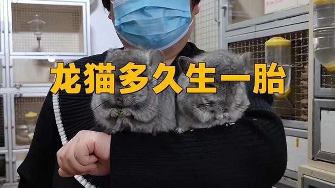 龍貓合籠后多久可以繁殖？ 龍貓合籠后多久可以繁殖？ 龍魚百科 第4張