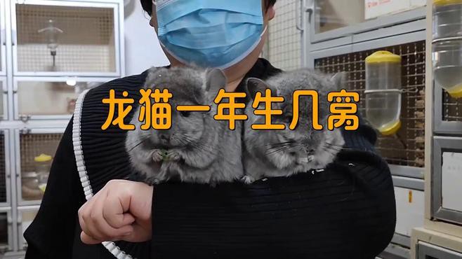 龍貓合籠后多久可以繁殖？ 龍貓合籠后多久可以繁殖？ 龍魚百科 第5張