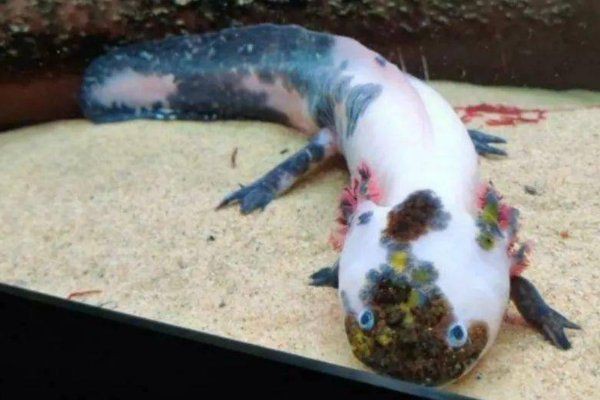 六角恐龍魚多久認主人