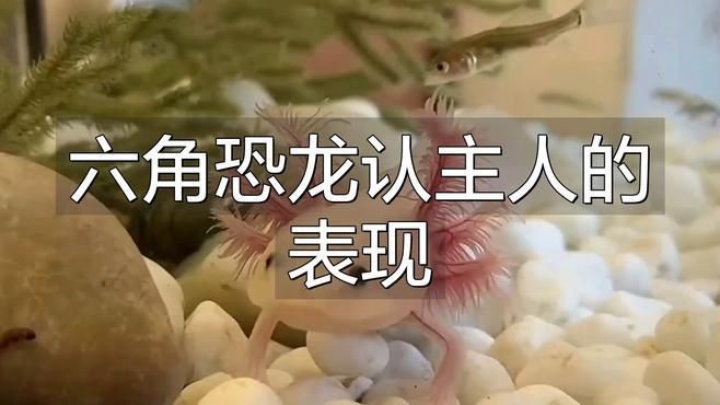 六角恐龍魚多久認主人